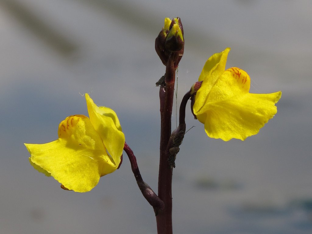 Utricularia vulgaris